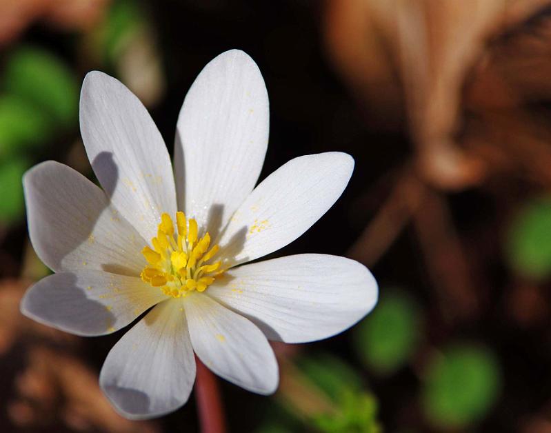 Bloodroot 1.jpg